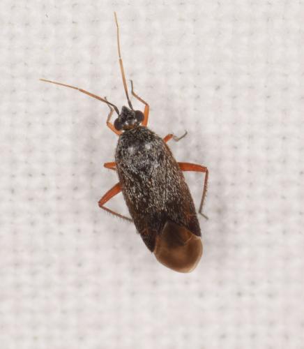 Lepidargyrus syriacus